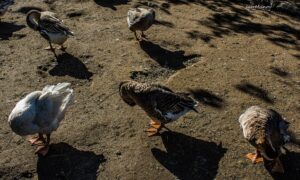 Restoran “100 topola”